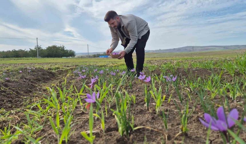 Bu Baharatın Kilosu 600 Bin Tl