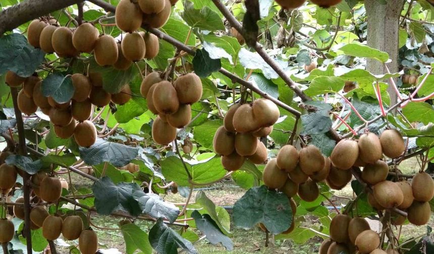 Çarşamba’da Kivi Hasadı Başladı: Hedef Türkiye Birinciliği