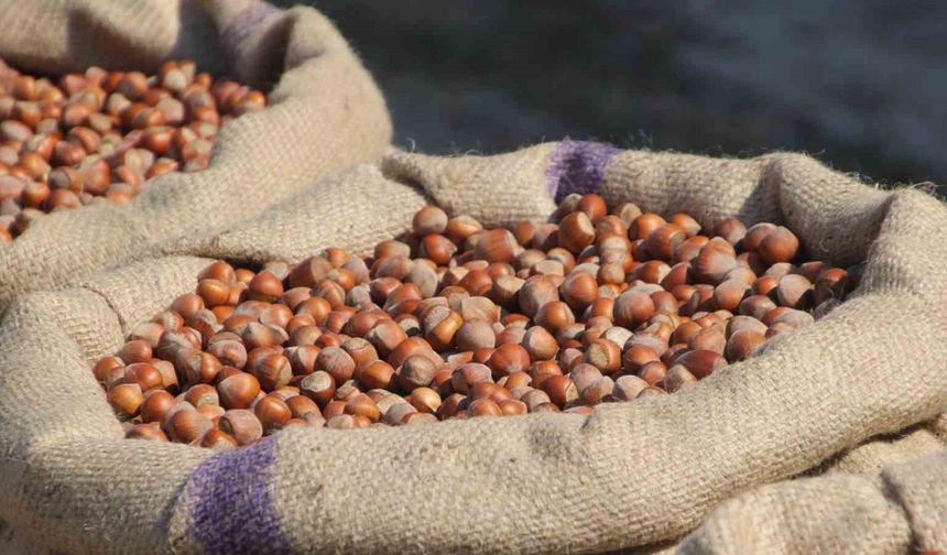 Fındık Üreticilerinden Ferrero’ya "Manipülasyon" Tepkisi