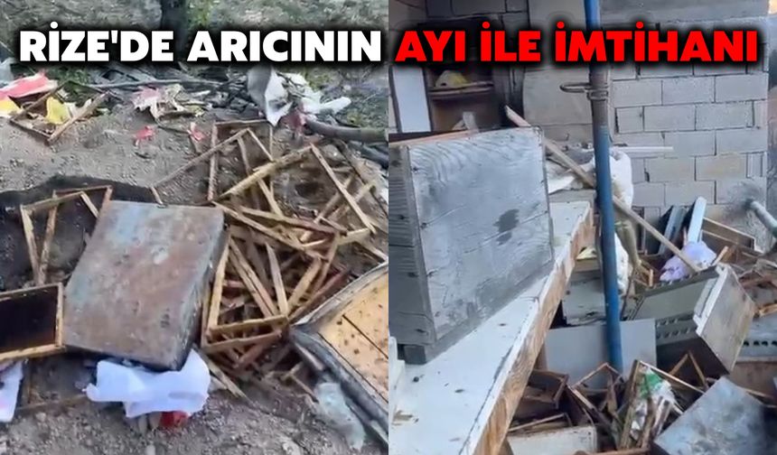 Rize'de Arıcının Ayı İle İmtihanı