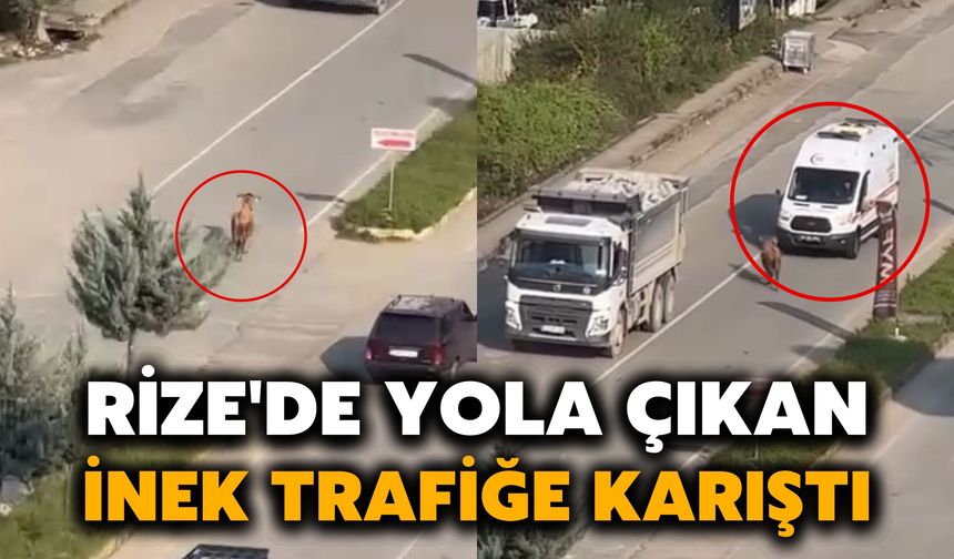 Rize'de Yola Çıkan İnek, Trafiğe Karıştı