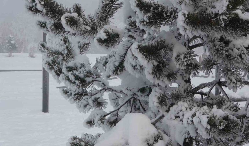Ardahan'da Dondurucu Soğuklar Etkisini Artırdı: Ağaçlar Kırağı Tuttu