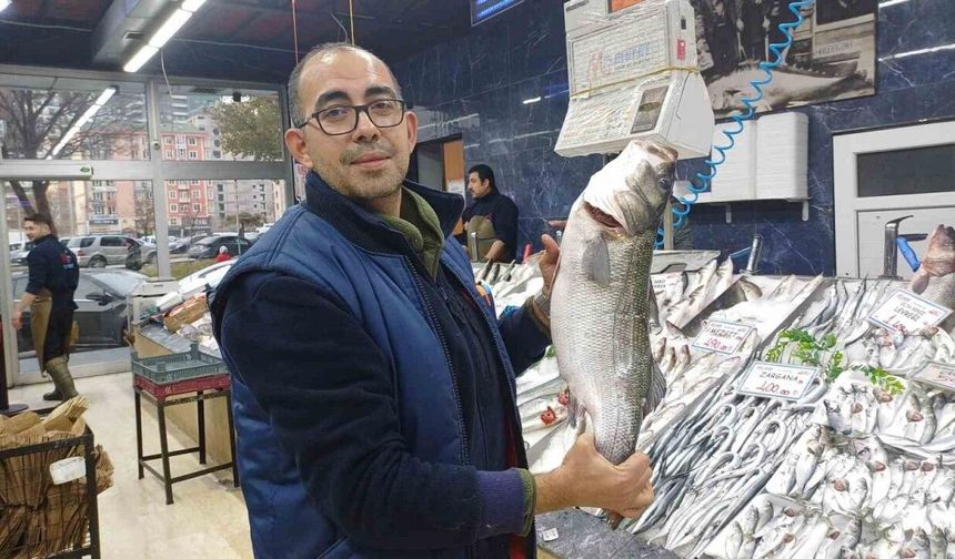 Tezgahlarda Palamut Yok, Hamsi Çok