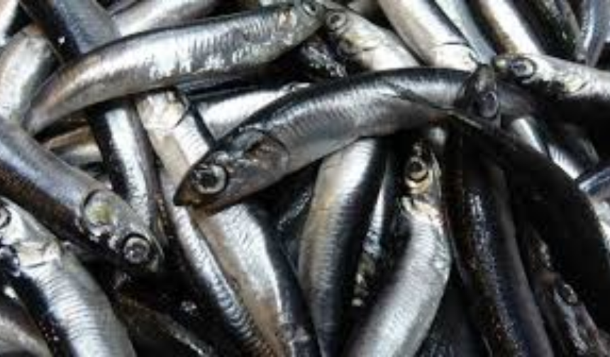 Karadeniz’de Hamsi Bolluğu Sürüyor, Mezgit İse Birkaç Gündür Görünmüyor