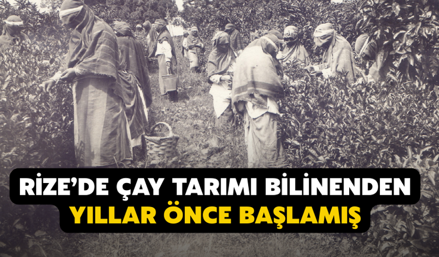 Arşivden Çıkan Gerçek: Rize’de Çay Tarımı Bilinenden Yıllar Önce Başlamış