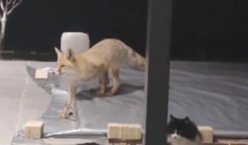 Erzincan’da Kedilerin Mamasına Göz Diken Tilki Kedinin Saldırısına Uğradı