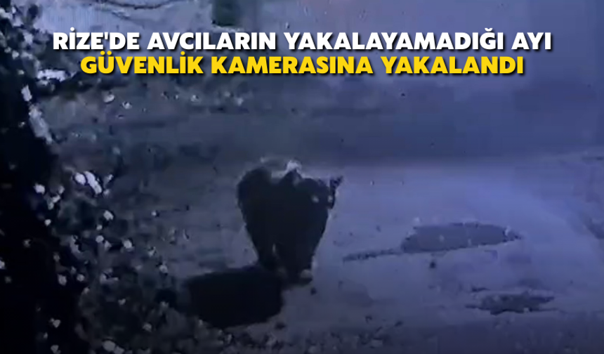 Rize'de Avcıların Yakalayamadığı Ayı Güvenlik Kamerasına Yakalandı