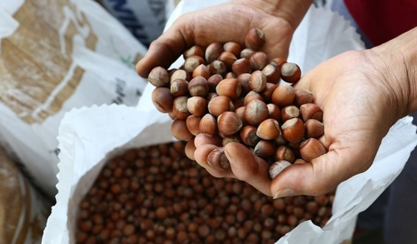 Giresun Ziraat Odası’ndan Fındıkta 2026 İçin Risk Uyarısı