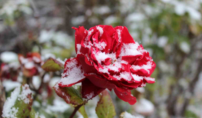 Yozgat’ta Çiçekler Kar Altında Kaldı
