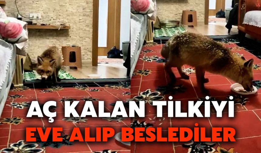 Aç Kalan Tilkiyi Eve Alıp Beslediler