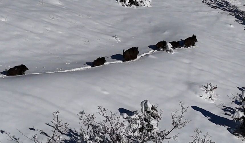 Karlı Arazide İlerleyen Domuz Sürüsü Havadan Görüntülendi