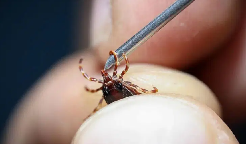 Uzmanı Uyardı! Aman Dikkat! Kene Kabusu Geri Döndü