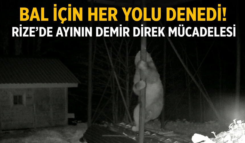 Bal İçin Her Yolu Denedi! Rize’de Ayının Demir Direk Mücadelesi