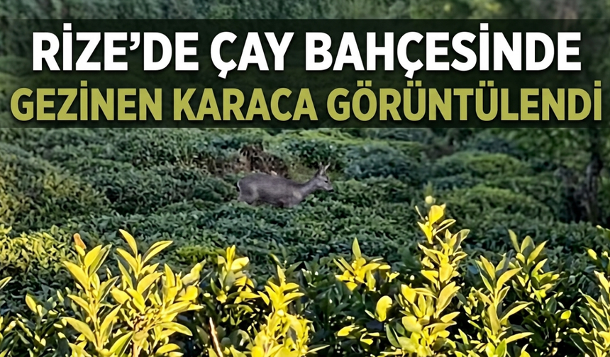 Rize’de Çay Bahçesinde Gezinen Karaca Görüntülendi