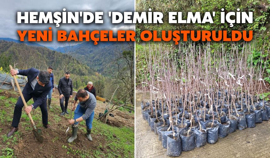 Hemşin'de 'Demir Elma' İçin Yeni Bahçeler Oluşturuldu