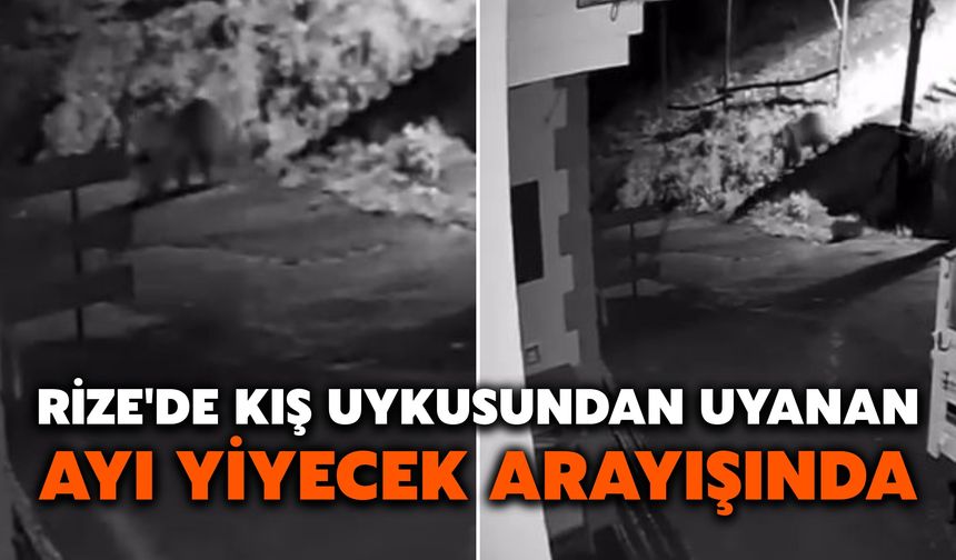 Rize'de Kış Uykusundan Uyanan Ayı Yiyecek Arayışında