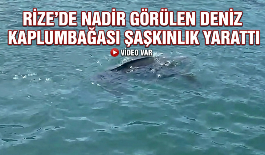 Rize'de Nadir Görülen Deniz Kaplumbağası Balıkçının Kamerasına Yansıdı