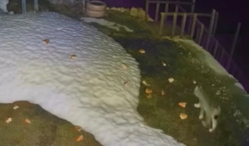 Rize’de Yaylada Nadir Görüntü: Vaşak Kameraya Yansıdı