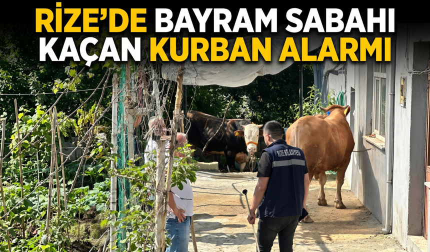 Rize’de Bayram Sabahı Kaçan Kurban Alarmı