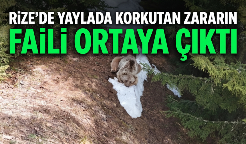 Rize’de Yayla Evlerini Yıkan Ayı Ormanda Dinlenirken Görüntülendi