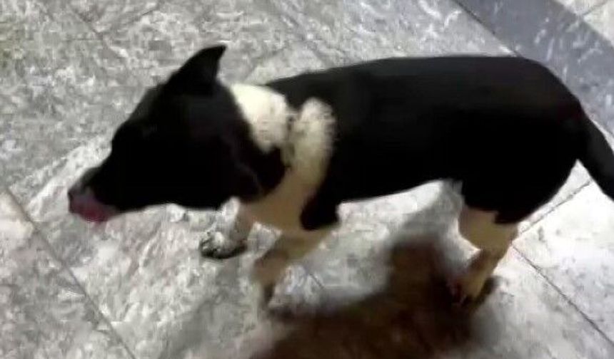 Atların yanında büyüyen köpek, yürüyüşüyle ilgi odağı oldu