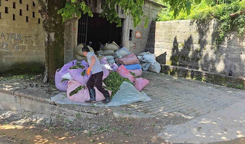ÇAYKUR sezonun ilk gününde 900 ton çay aldı