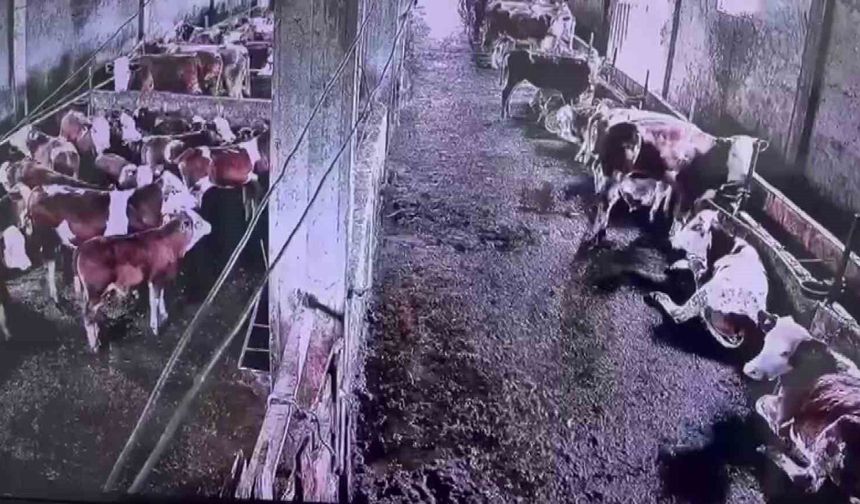 İnsanların Hissetmediği Depremi İnekler Hissetti