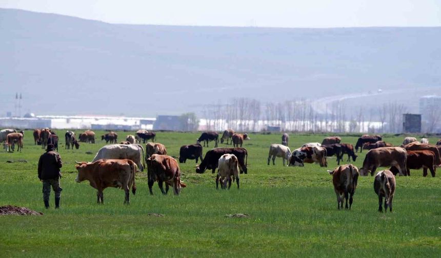 Kurban Satışlarında Sosyal Medya Tuzağı