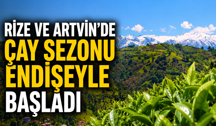 Rize ve Artvin’de Çay Sezonu Endişeyle Başladı