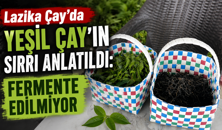 Lazika Çay’da Yeşil Çayın Sırrı Anlatıldı: Fermente Edilmiyor
