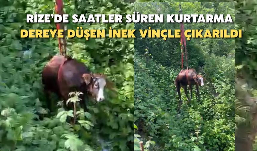 Rize’de Saatler Süren Kurtarma: Dereye Düşen İnek Vinçle Çıkarıldı