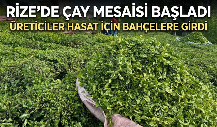 Rize’de Çay Mesaisi Başladı: Üreticiler Hasat İçin Bahçelere Girdi