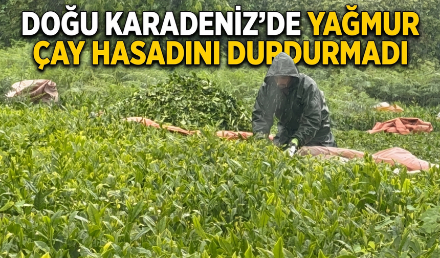 Doğu Karadeniz'de Yağmur Çay Hasadını Durdurmadı