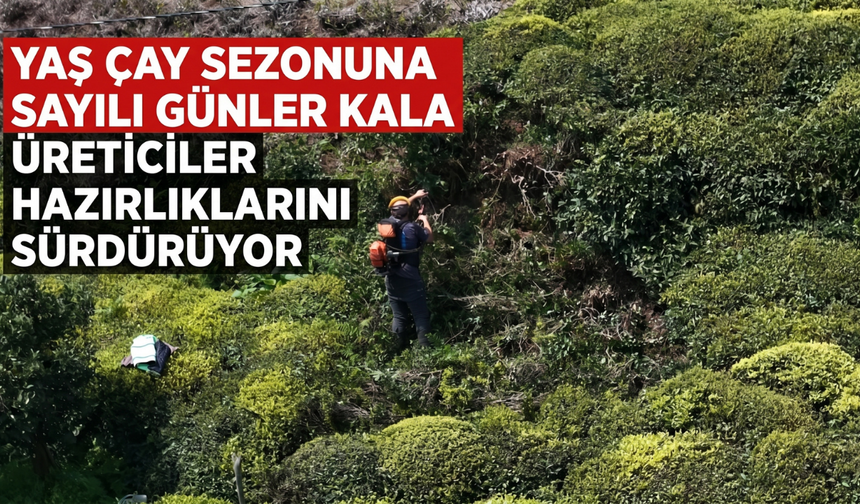 Yaş Çay Sezonuna Sayılı Günler Kala Üreticiler Hazırlıklarını Sürdürüyor