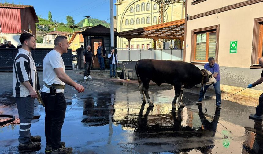 Rize’de Bayram Sabahı Kurban Mesaisi Başladı
