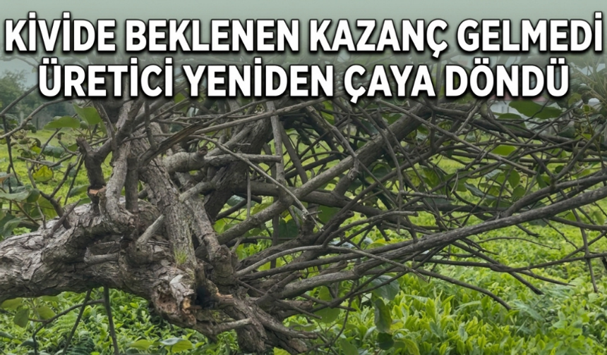 Kivide Beklenen Kazanç Gelmedi, Üretici Yeniden Çaya Döndü