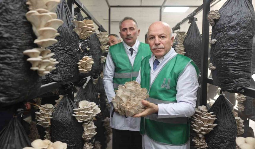 Erzurum Büyükşehir Belediyesi istiridye mantarı üretimine öncülük yaptı