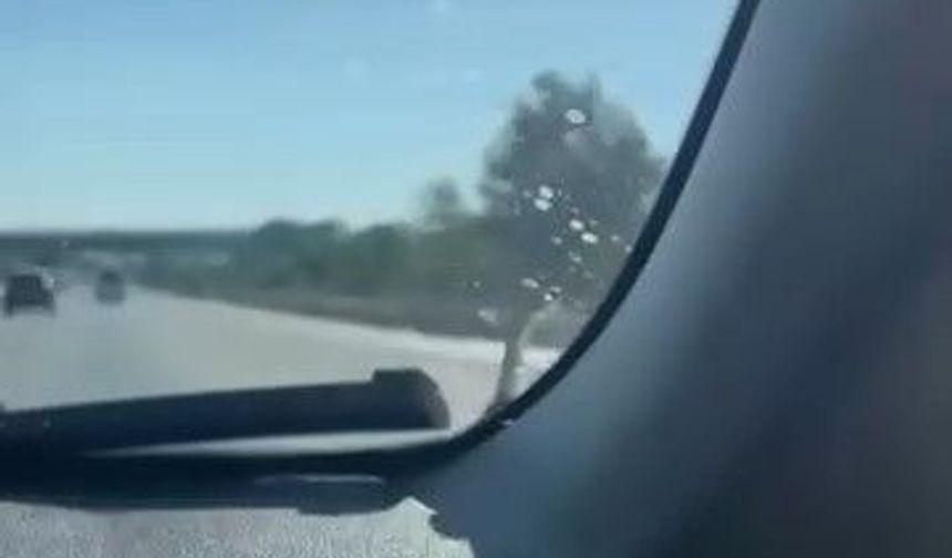 Seyir Halindeki Aracın Kaputunda Yılan Paniği