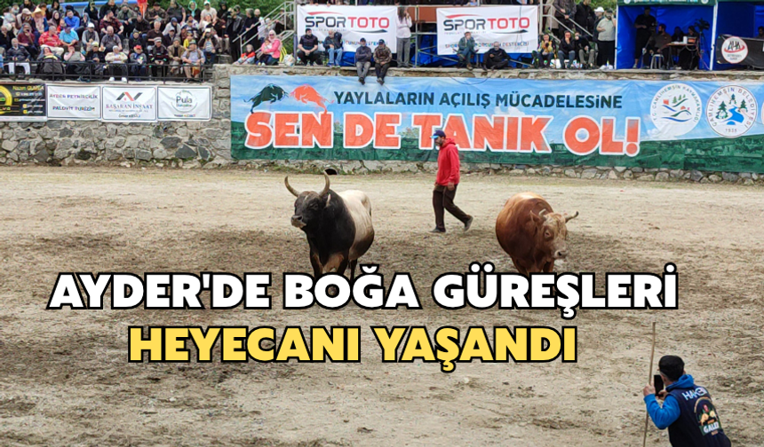 Ayder'de Boğa Güreşleri Heyecanı Yaşandı