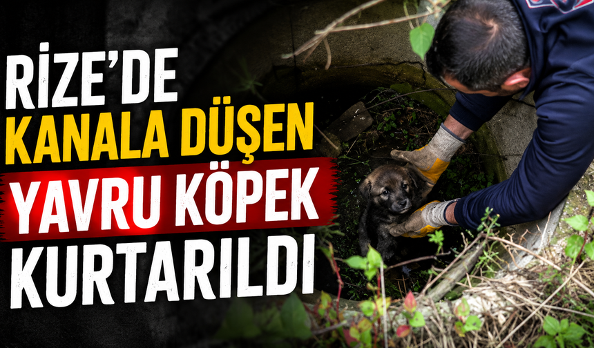 Rize'de Kanala Düşen Yavru Köpek Kurtarıldı