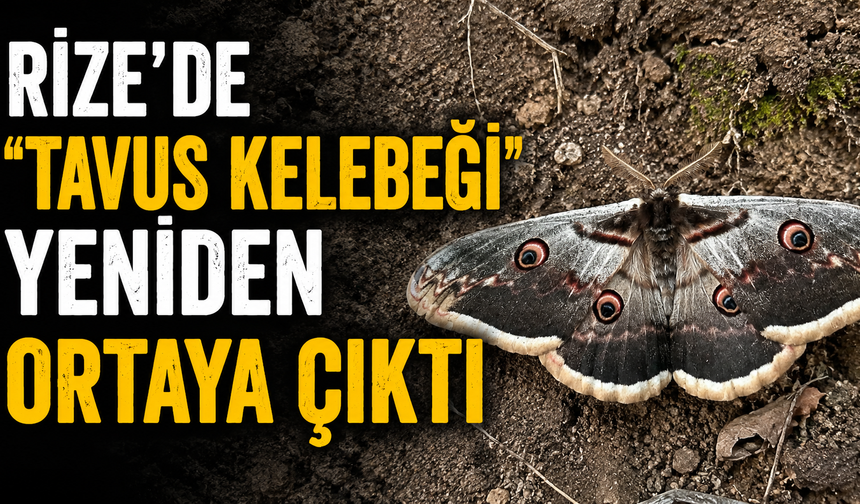Rize'de 'Tavus Kelebeği' Yeniden Ortaya Çıktı