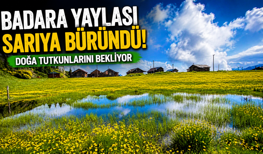 Badara Yaylası Sarıya Büründü! Doğa Tutkunlarını Bekliyor