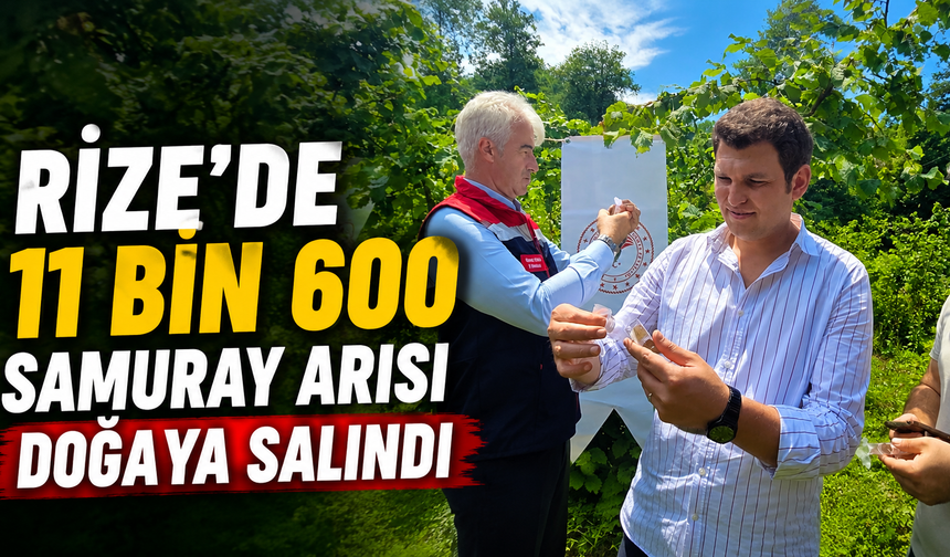 Rize'de 11 Bin 600 Samuray Arısı Doğaya Salındı