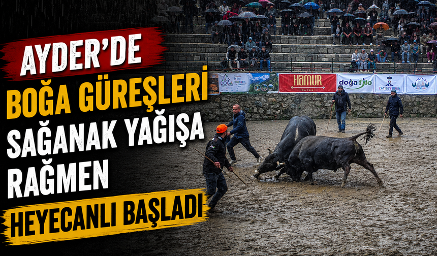 Ayder’de Boğa Güreşleri Sağanak Yağışa Rağmen Heyecanlı Başladı