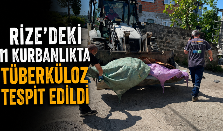 Rize'deki 11 Kurbanlıkta Tüberküloz Tespit Edildi