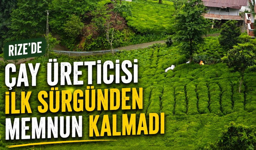Rize'de Çay Üreticisi İlk Sürgünden Memnun Kalmadı