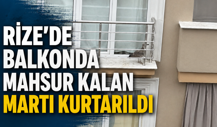Balkonda Mahsur Kalan Martı İçin Seferber Oldular