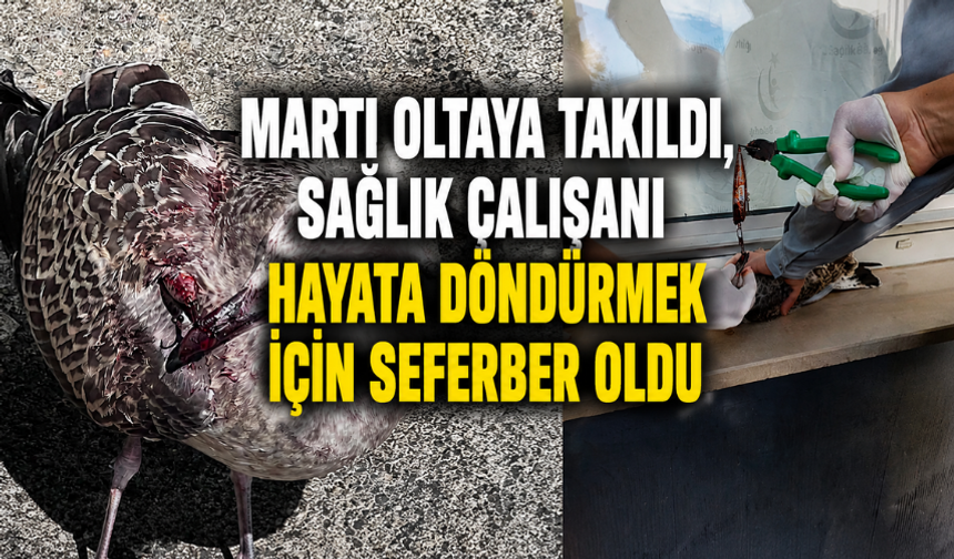 Martı Oltaya Takıldı, Sağlık Çalışanı Hayata Döndürmek İçin Seferber Oldu