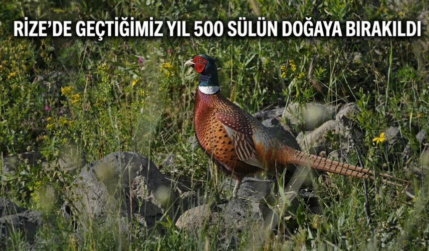Rize'de Geçtiğimiz Yıl 500 Sülün Doğaya Bırakıldı