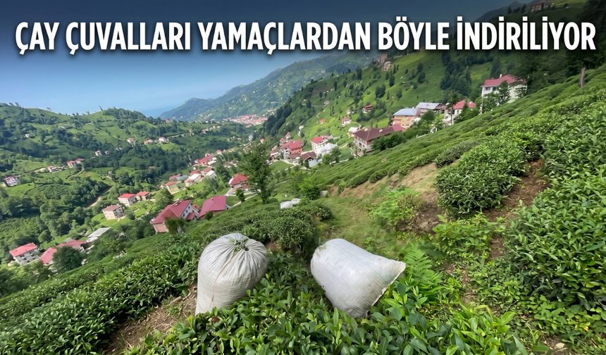 Çay Çuvalları Yamaçlardan Böyle İndiriliyor